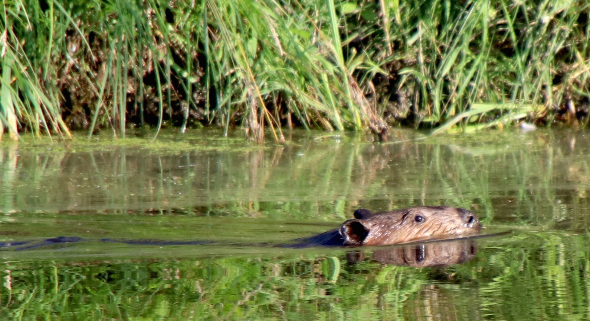 Busy Beaver